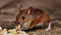 24 Hour & Emergency Exterminators in Wheat Ridge, CO